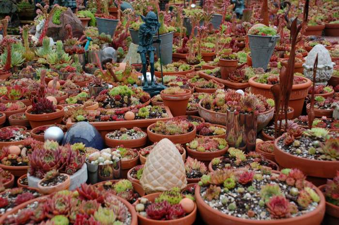 Sempervivum Dachwurz Hauswurz